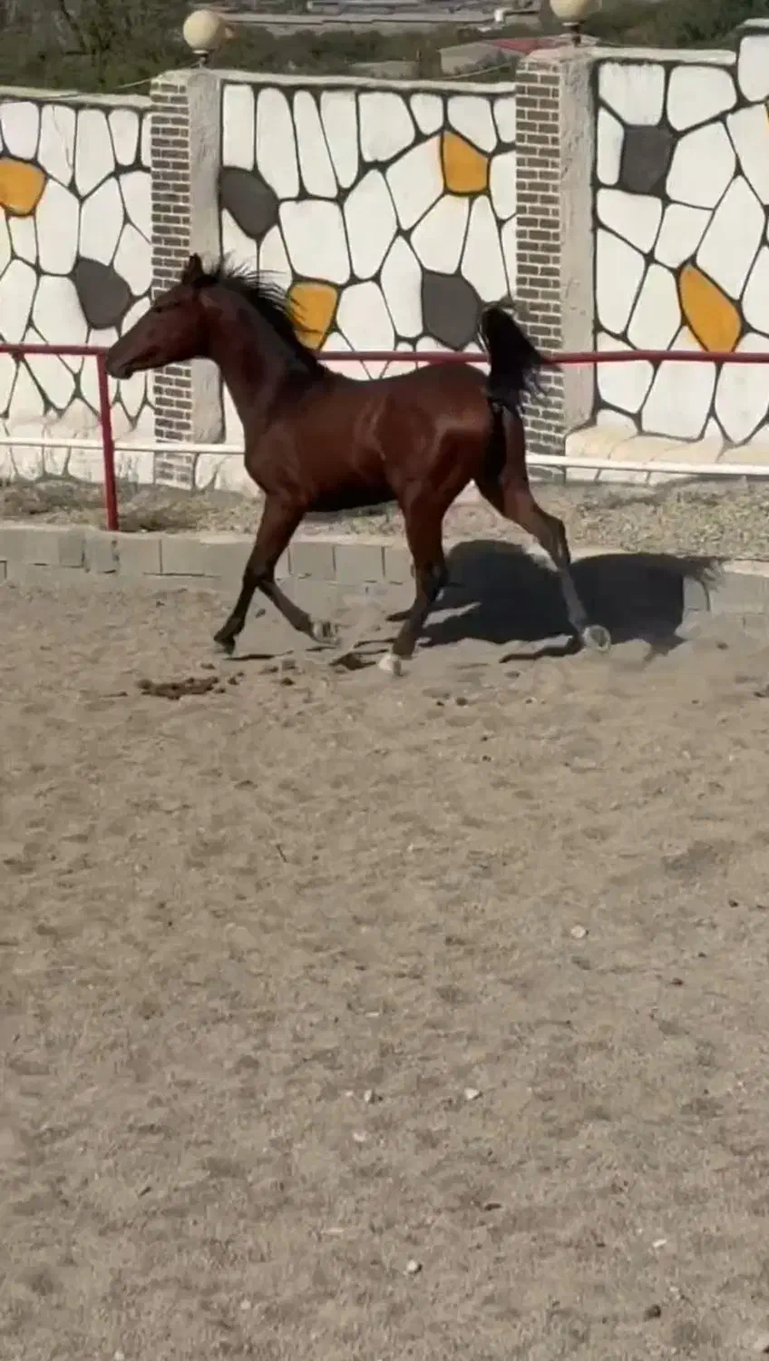 فروش چند راس کره شجره دار|اسب و تجهیزات اسب‌سواری|بیجار, |دیوار