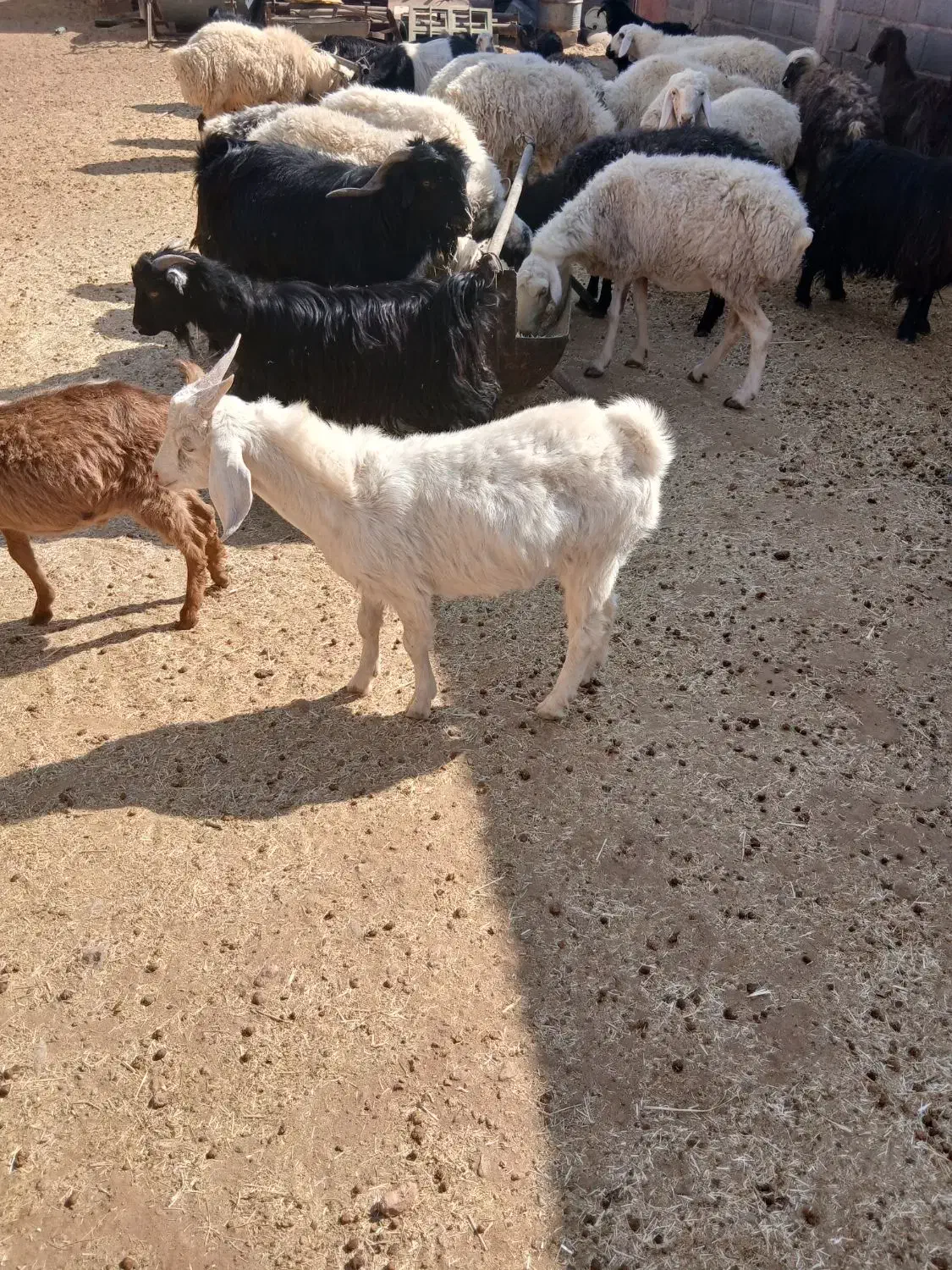 فروش کهره|حیوانات مزرعه|سرچهان, |دیوار