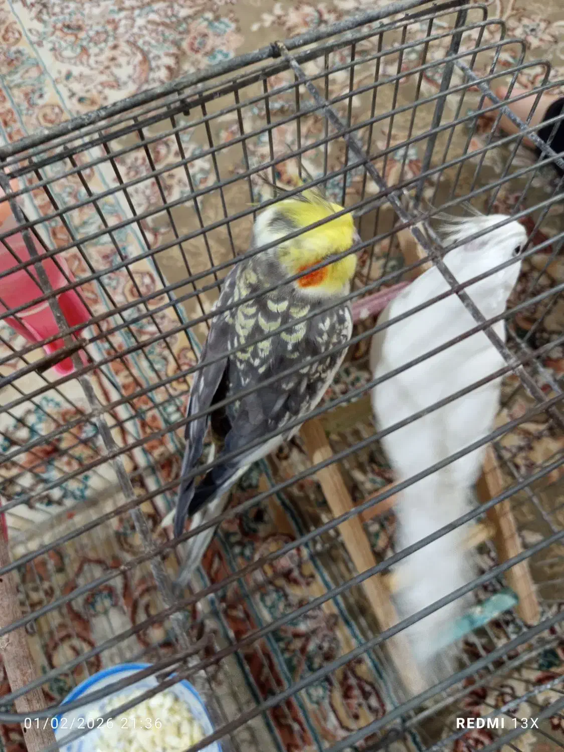 عروس هلندی|پرنده|بندرعباس, |دیوار