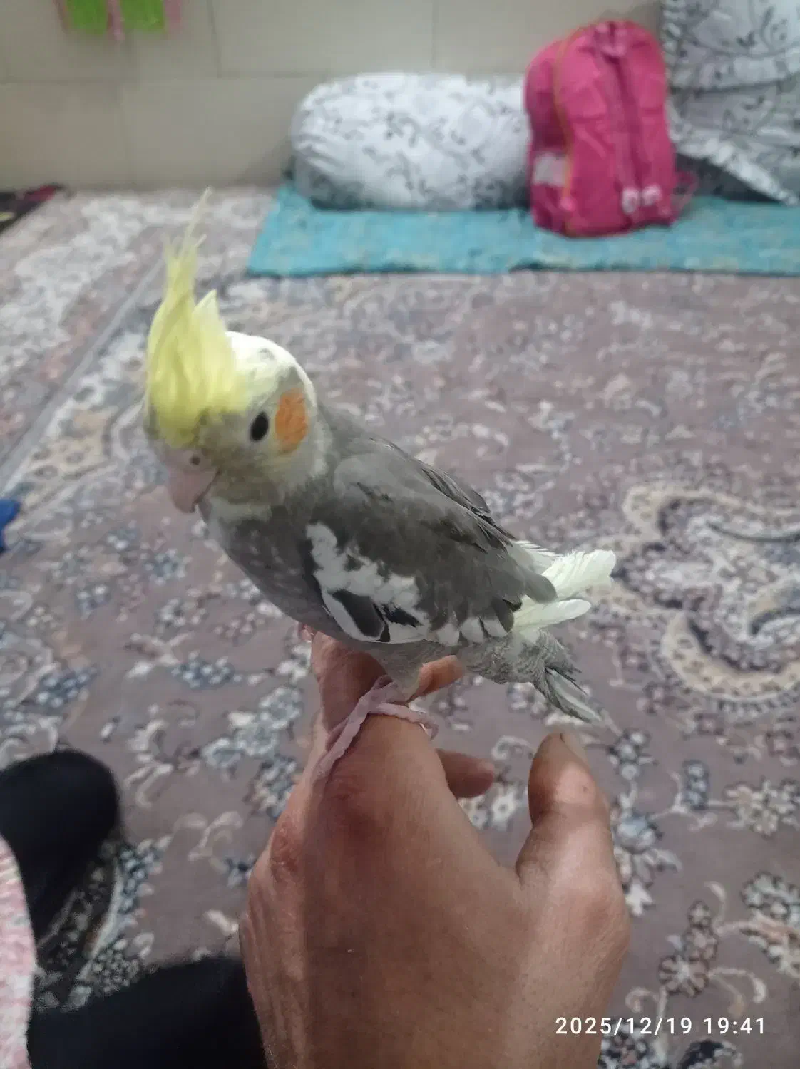 جوجه عروس|پرنده|کرمان, |دیوار