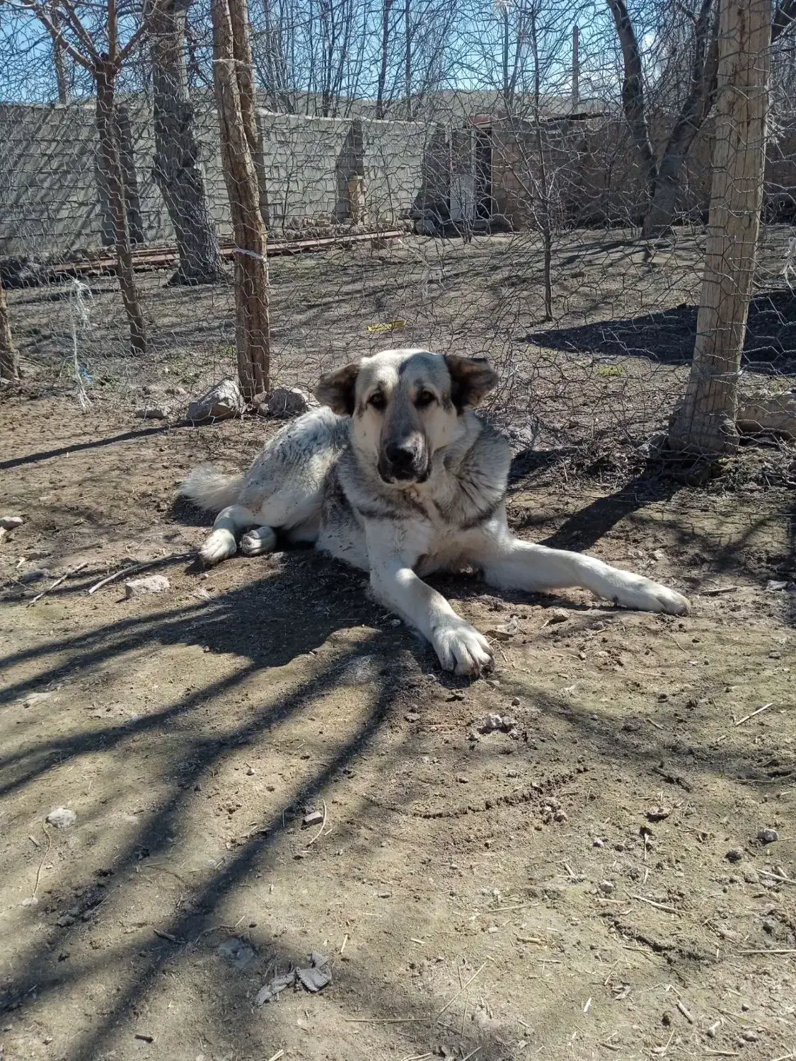 سگ عراقی|سگ|مشگین شهر, |دیوار