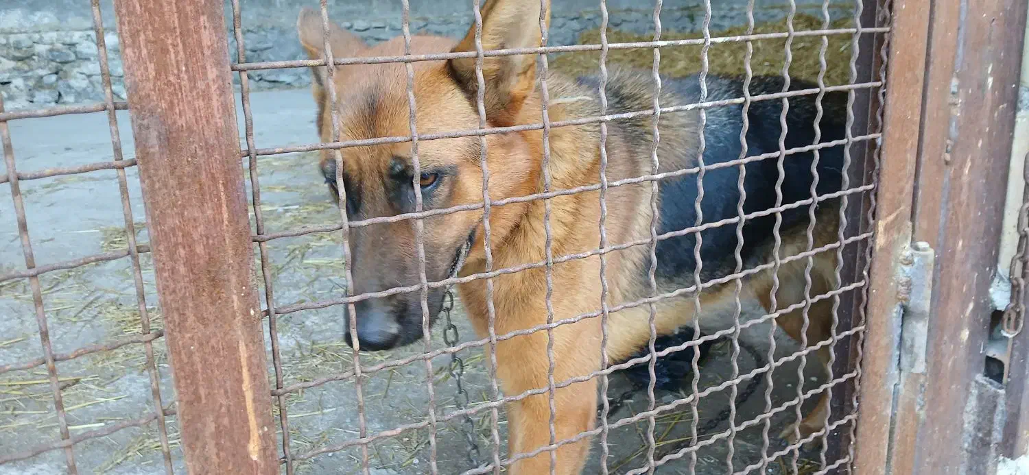 واگذاری سگ نگهبان|سگ|نوکنده, |دیوار