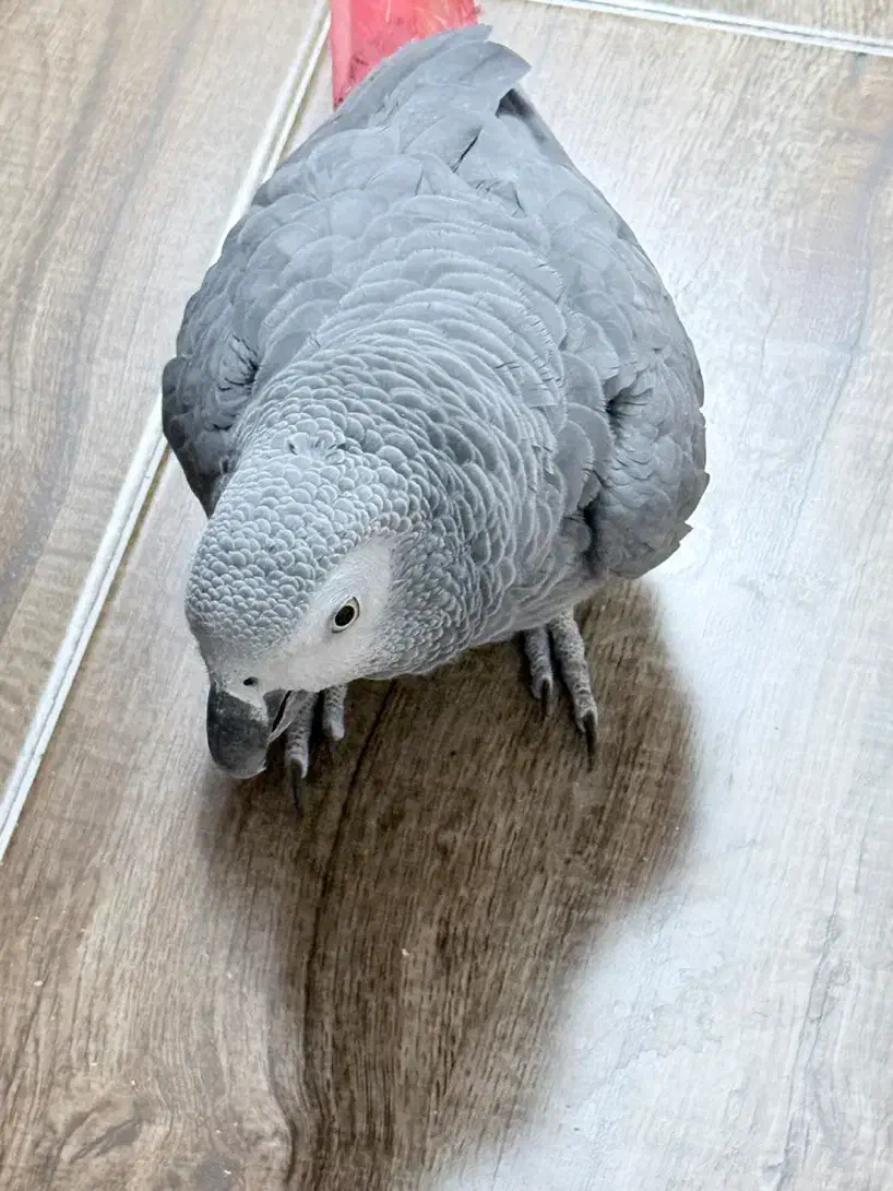 کاسکو|پرنده|یزد, |دیوار