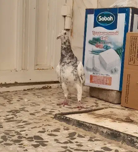 کبوتر|پرنده|قزوین, |دیوار