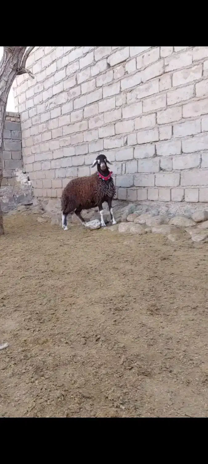 بره قوچی|حیوانات مزرعه|تربت جام, خیرآباد|دیوار