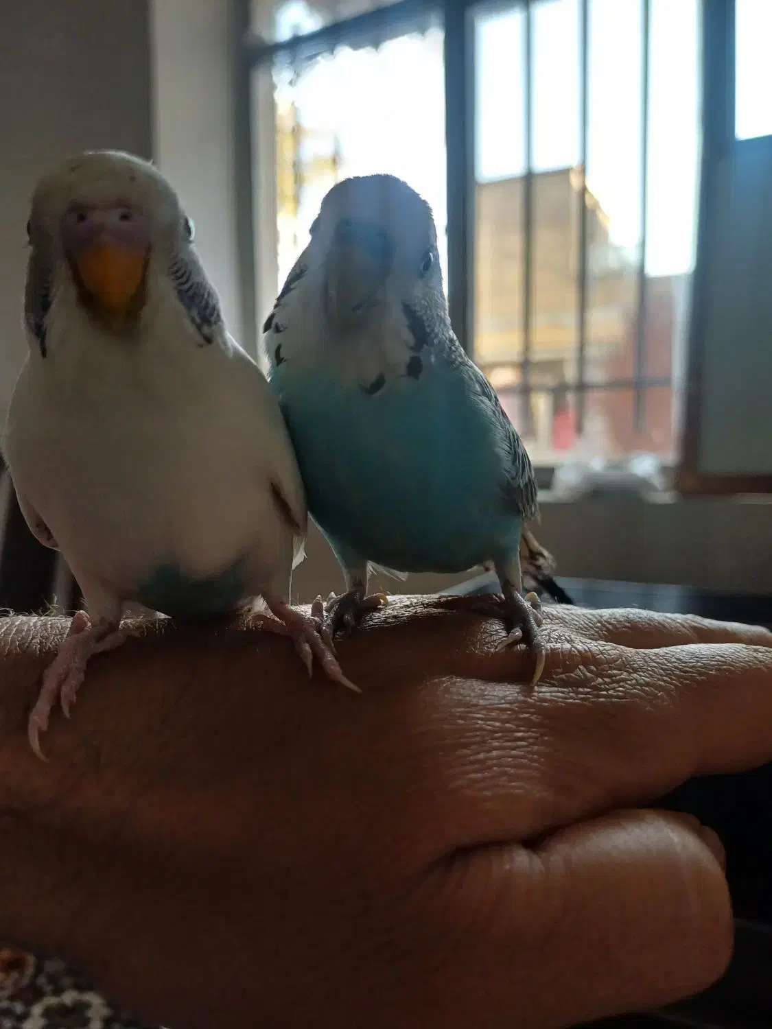 مرغ عشق|پرنده|بروجرد, |دیوار