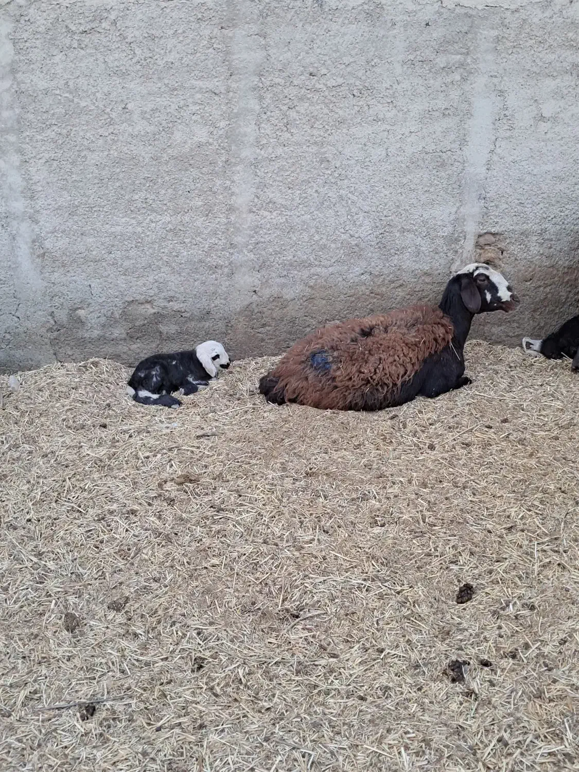 فروش میشو بره|حیوانات مزرعه|باقرشهر, |دیوار