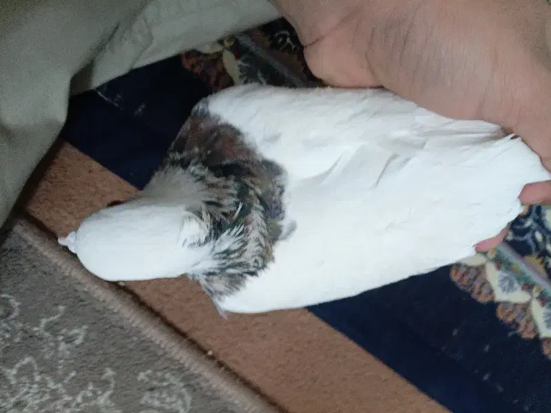 طوق سرور|پرنده|مروست, |دیوار