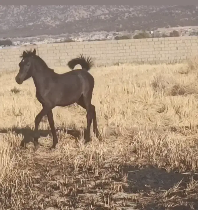 کره مادیان|اسب و تجهیزات اسب‌سواری|مرودشت, ژیان|دیوار