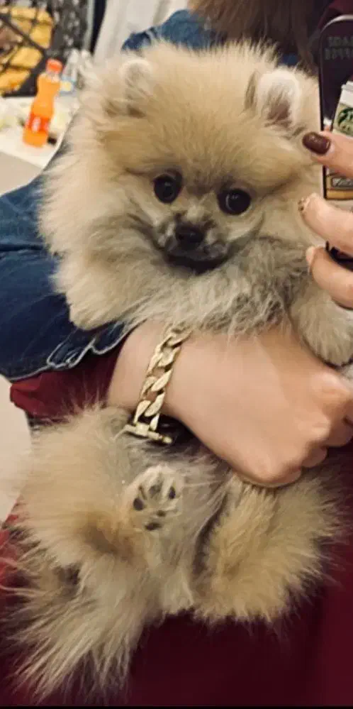 پامر خرسی|سگ|قم, شهرک قدس|دیوار