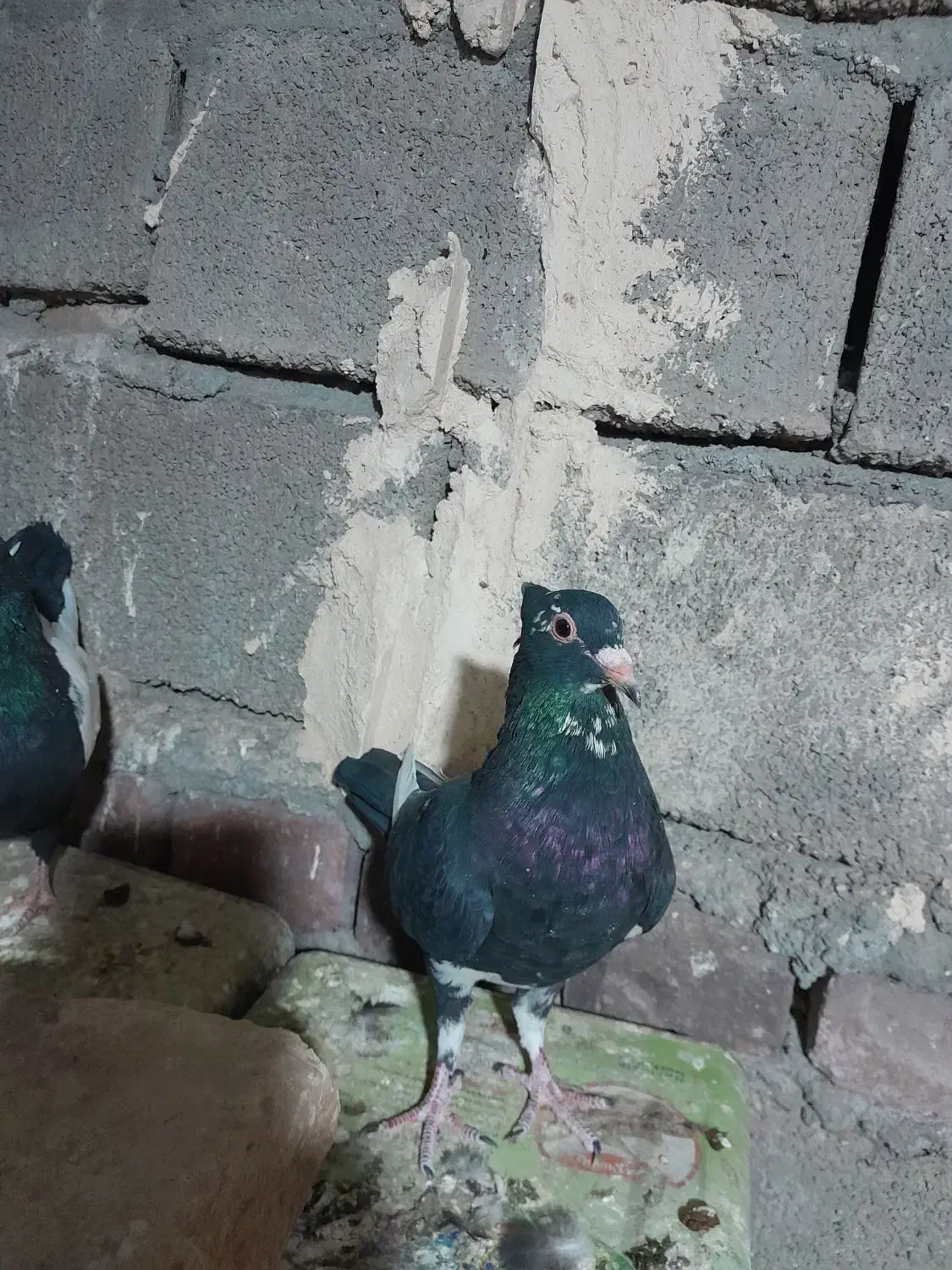 سلام فروشی|پرنده|کرمان, |دیوار