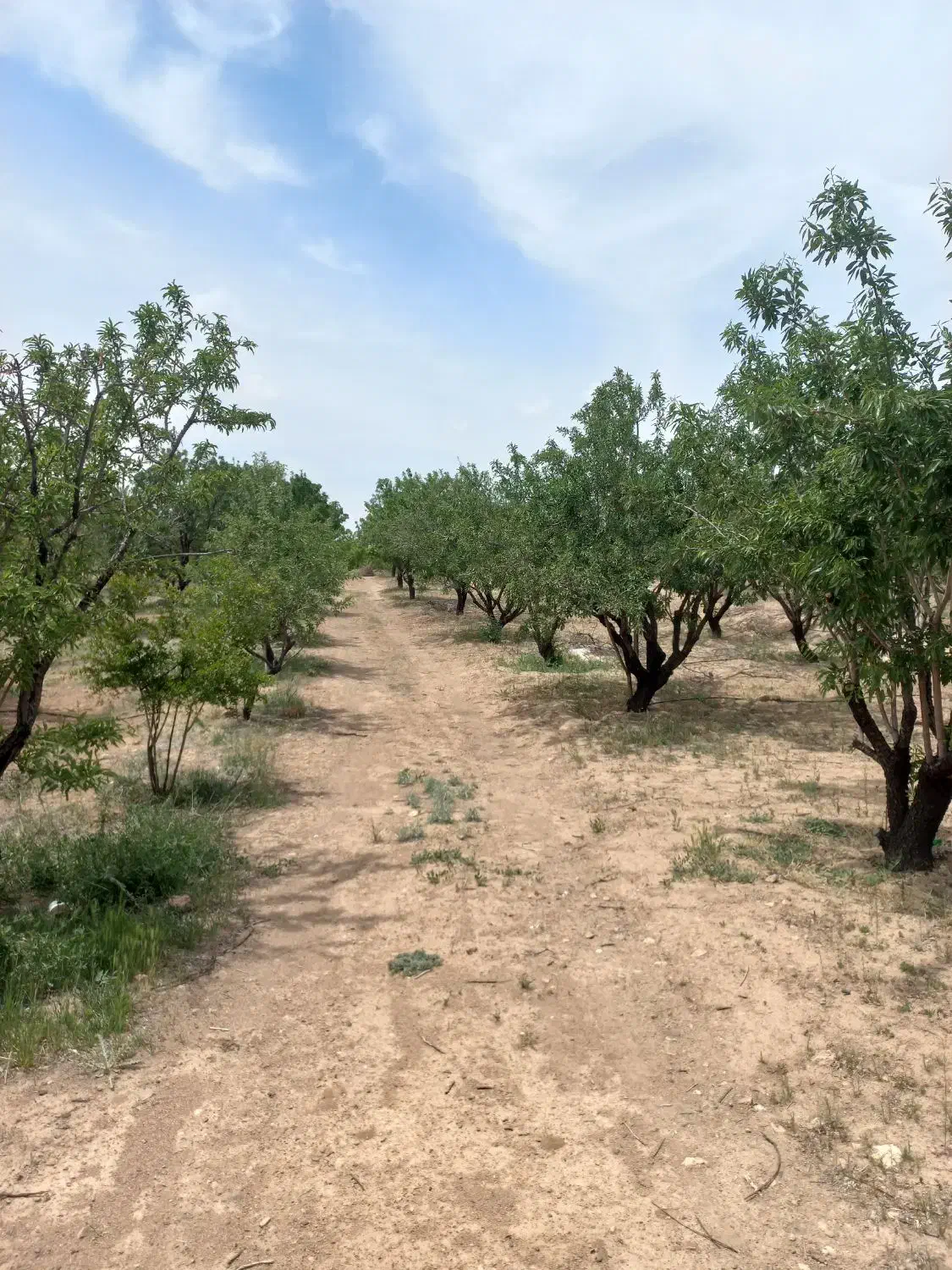 ۸۰۰متری   دارای سند|فروش زمین و ملک کلنگی|اهواز, کمپلو شمالی|دیوار