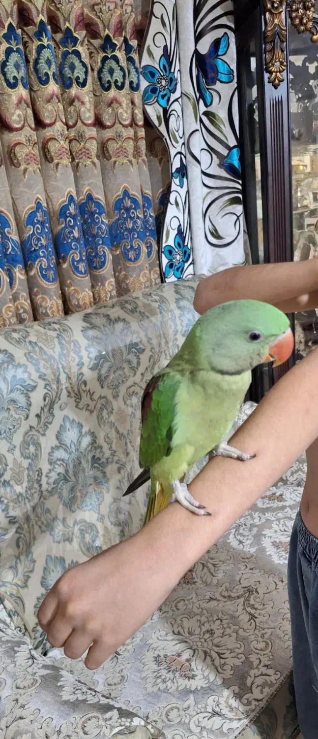 جوجه شاه طوطی نراسکندر چشم مشکی ۳ماهه|پرنده|ملارد, |دیوار