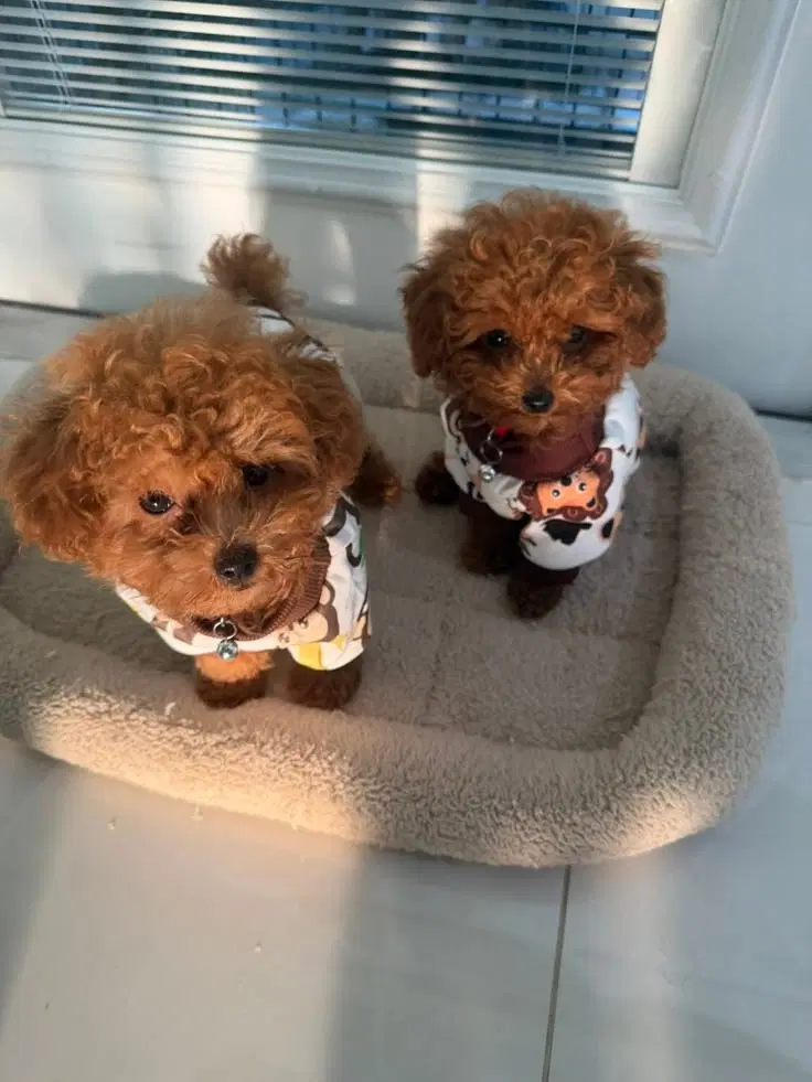 toypoodle&tayni|سگ|تهران, پونک|دیوار