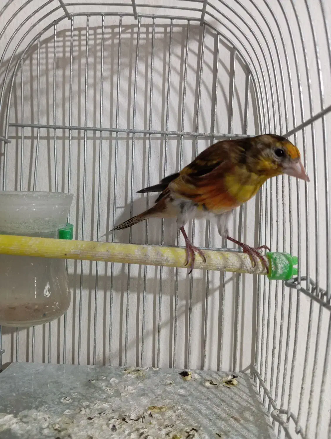 سهره قناری سرخ مسته مست|پرنده|بروجرد, |دیوار