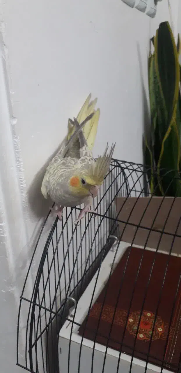 عروس هلندی|پرنده|قم, انسجام|دیوار