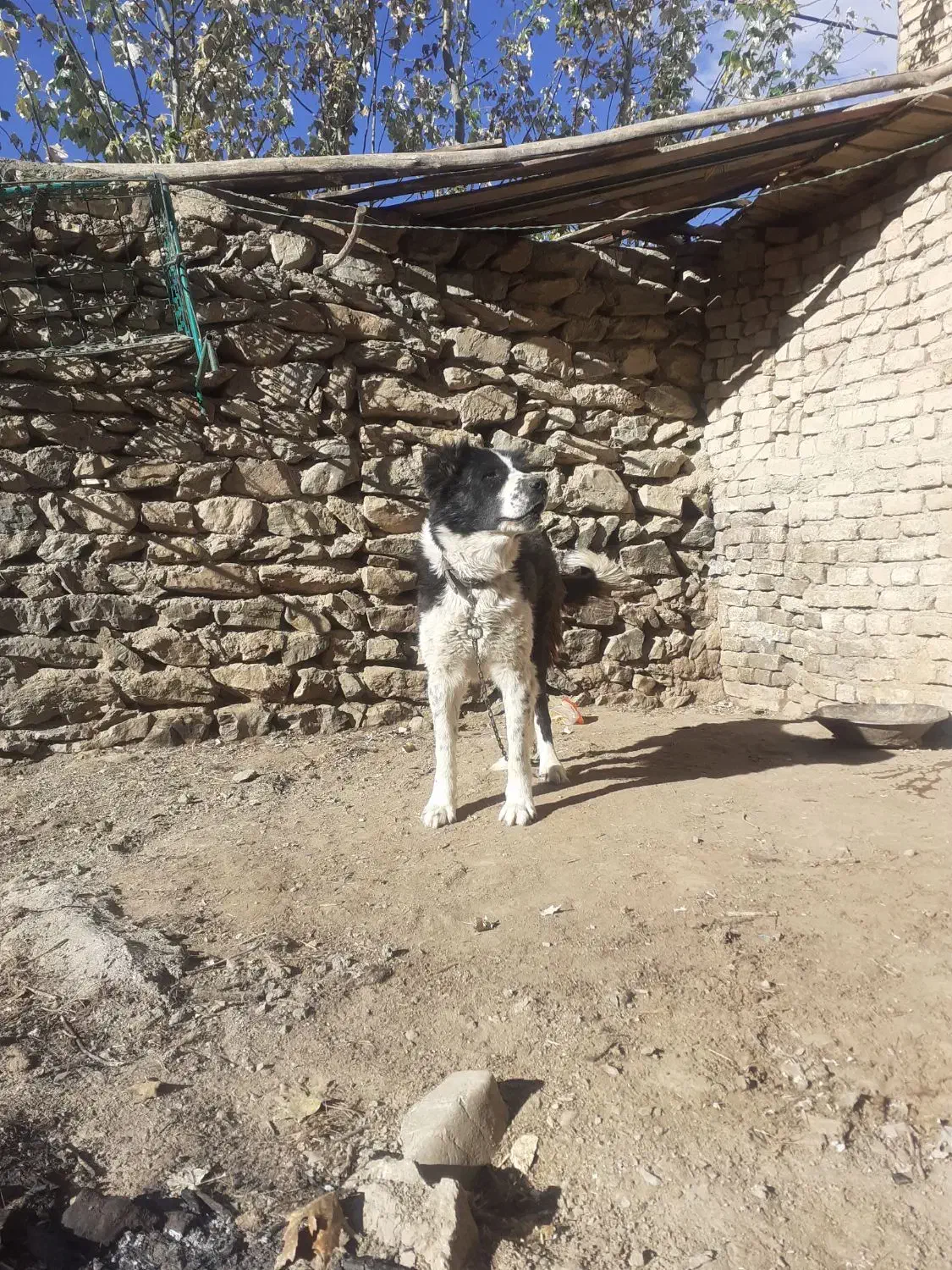 سگ قهدریجانی اصیل|سگ|فریدونشهر, |دیوار