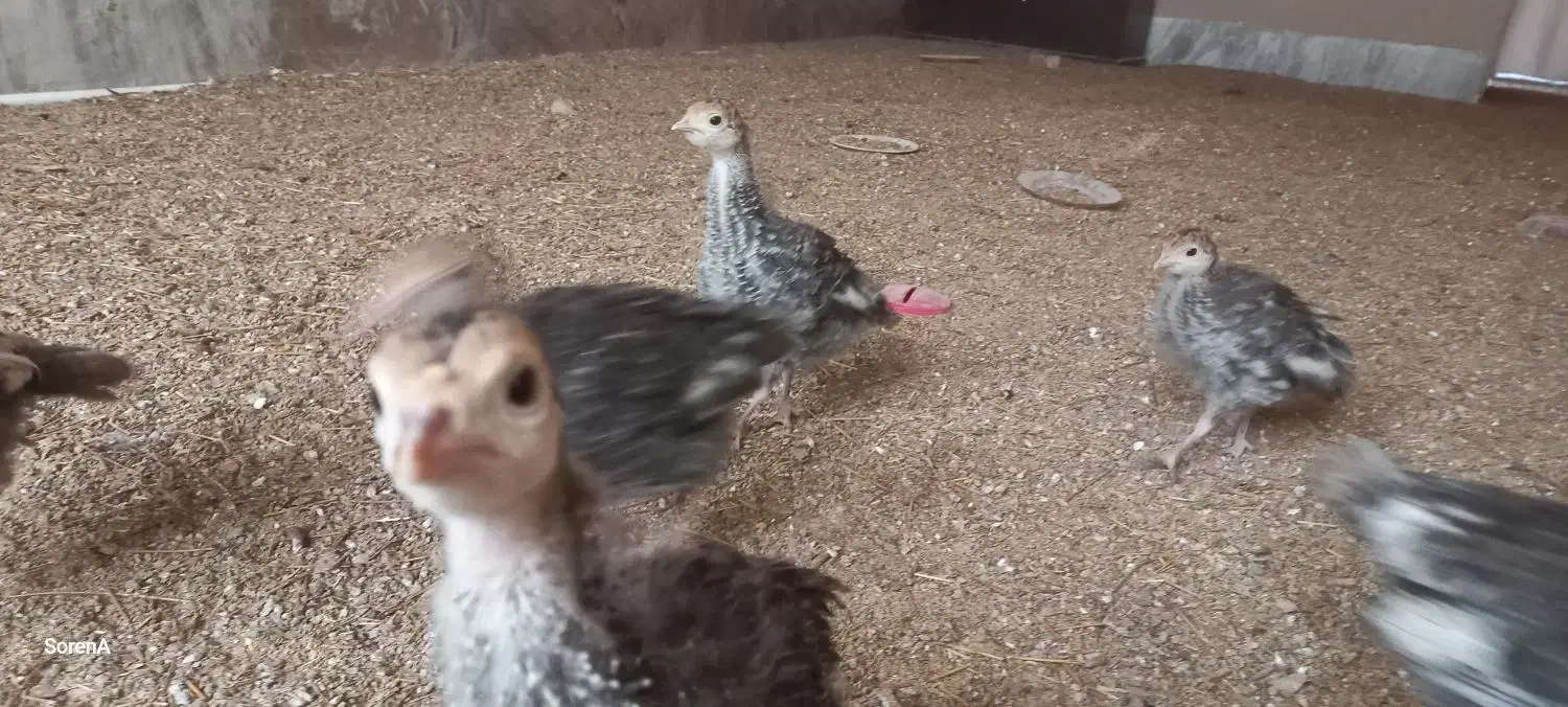 بلدرچین ،بوقلمون، اردک، جوجه مرغ و خروس 70 روزه|حیوانات مزرعه|اصفهان, شیخ اشراق|دیوار