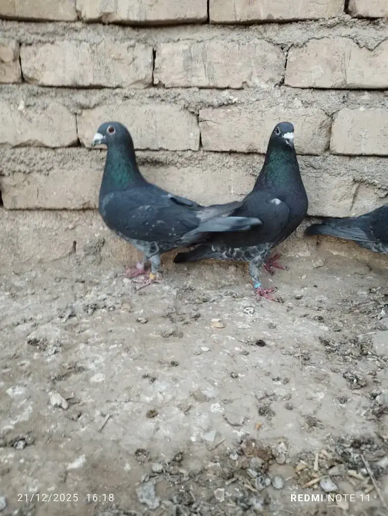 مسافتی|پرنده|هیرمند, |دیوار