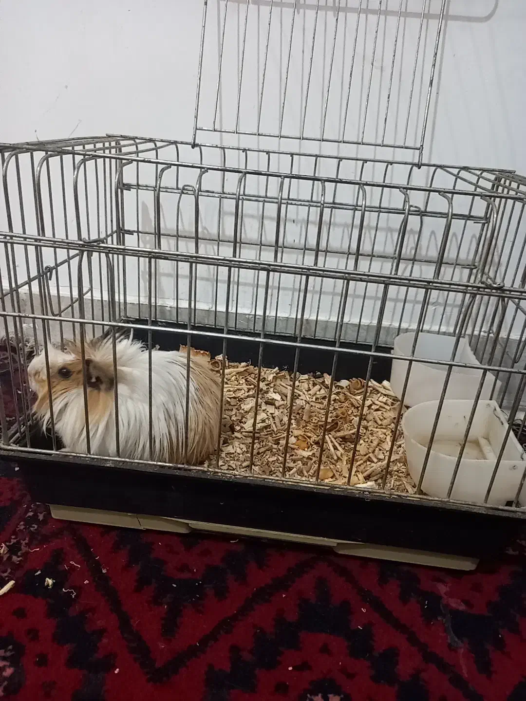 خوکچه هندی|موش و خرگوش|کلاله, |دیوار