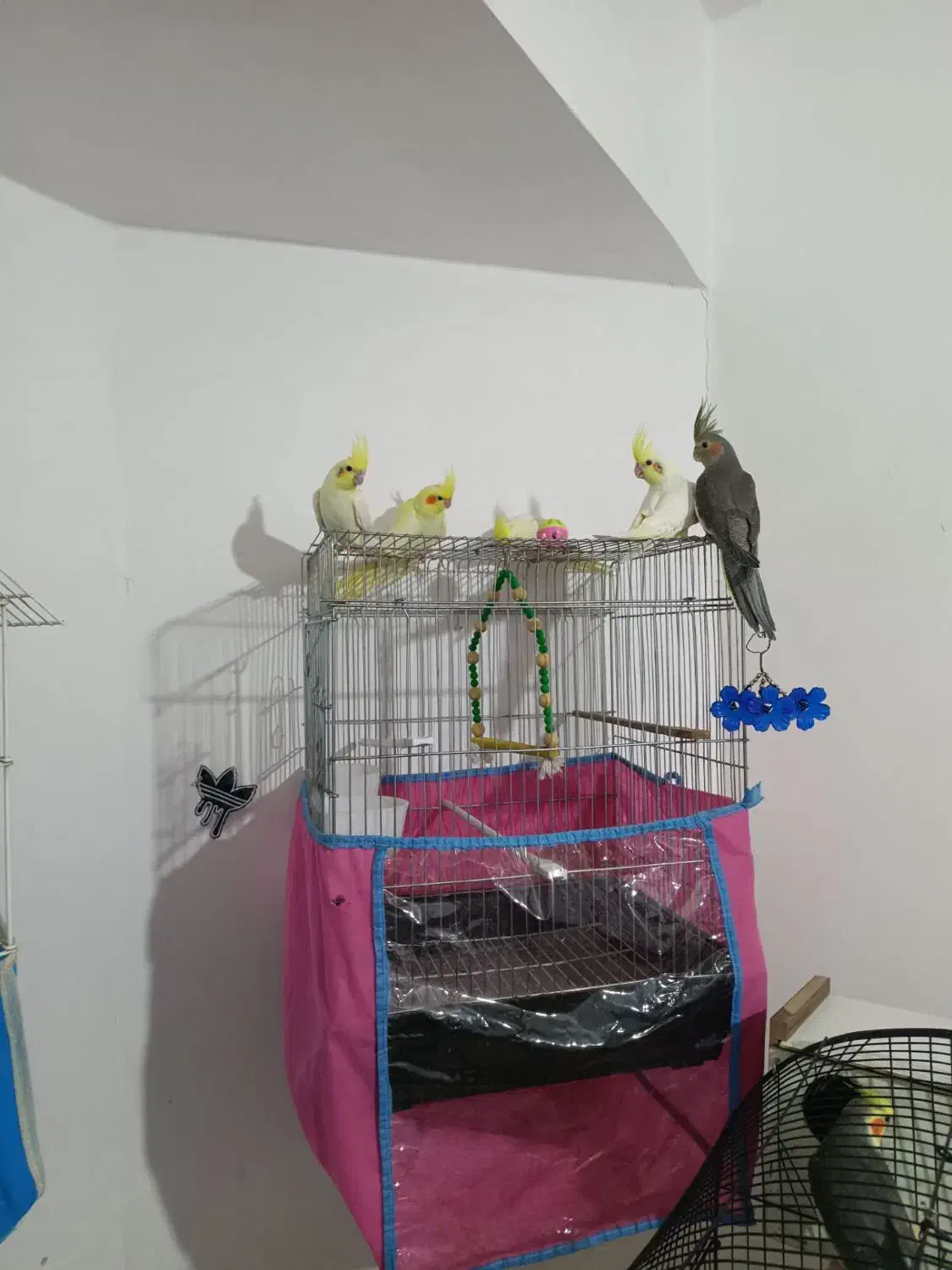 فروش عروس هلندی|پرنده|مهاجران, |دیوار