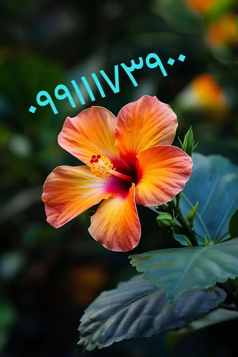 0991-117-3900|سیمکارت|خمینیشهر, |دیوار