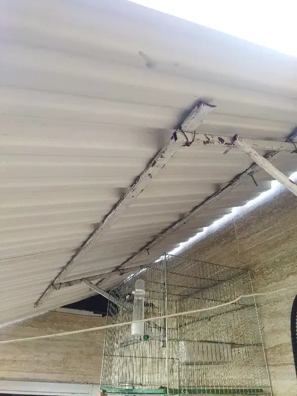 قفس پرنده سهره قناری|پرنده|شیراز, صاحب الزمان|دیوار