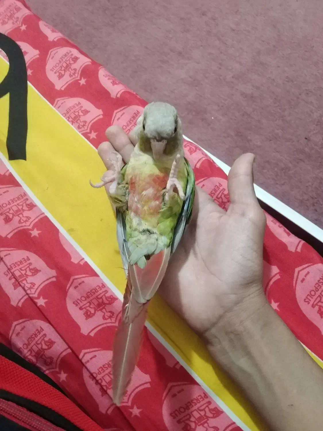 طوطی گرینچیگ بازیگوش|پرنده|زرند, |دیوار