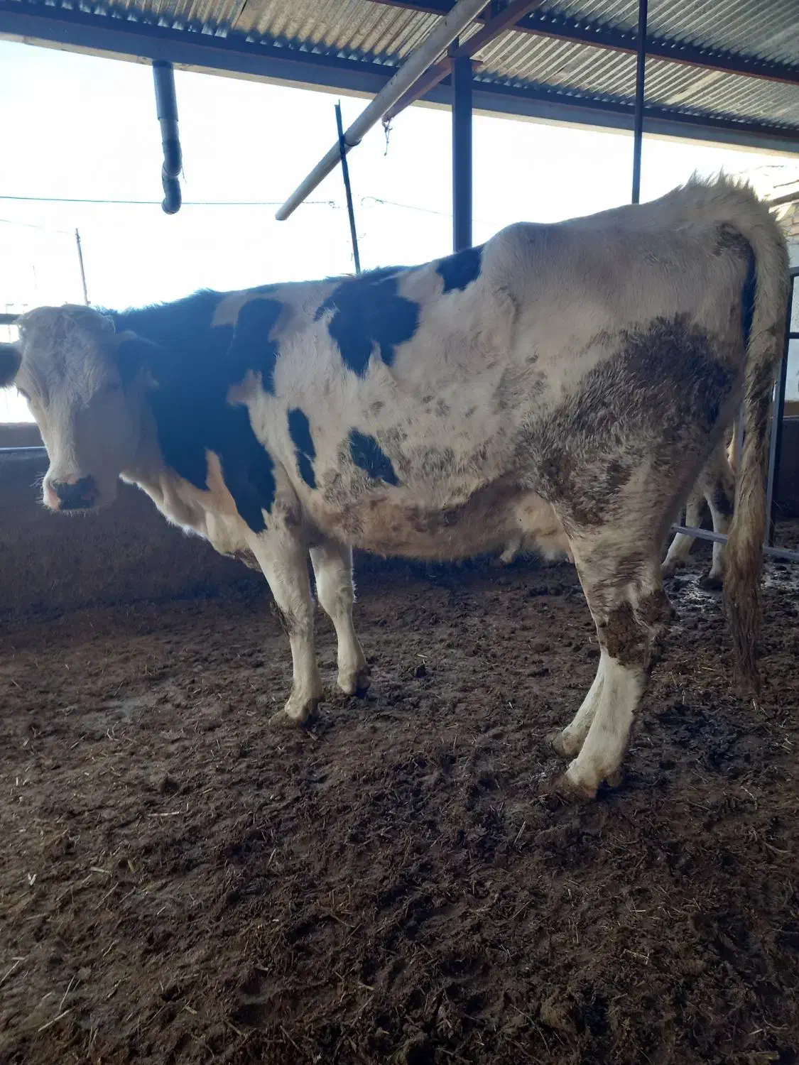 گاو|حیوانات مزرعه|سلطانیه, |دیوار