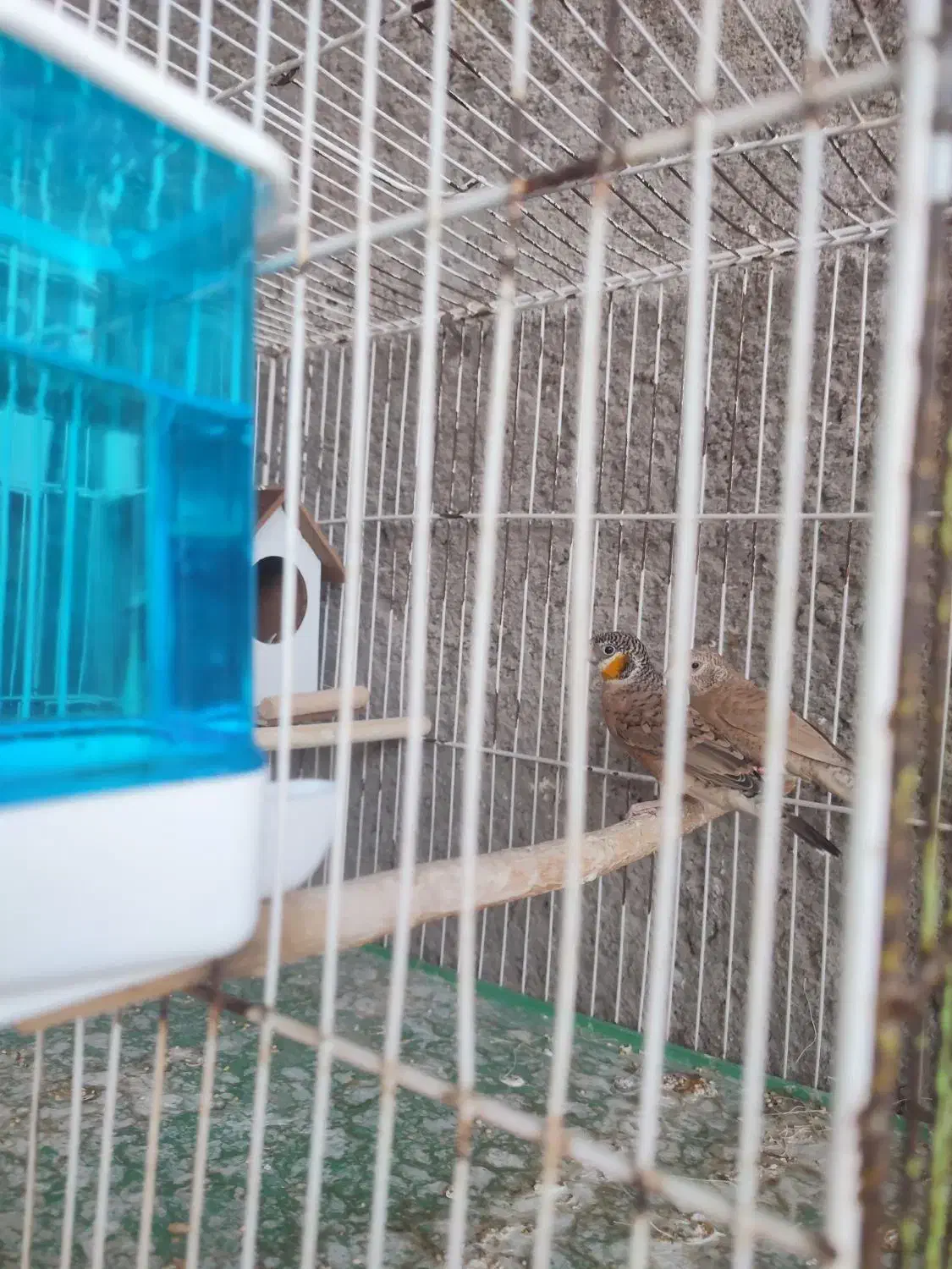 فنچ گلو بریده حنایی زبان زرد ۲۶۰۰|پرنده|لامرد, |دیوار