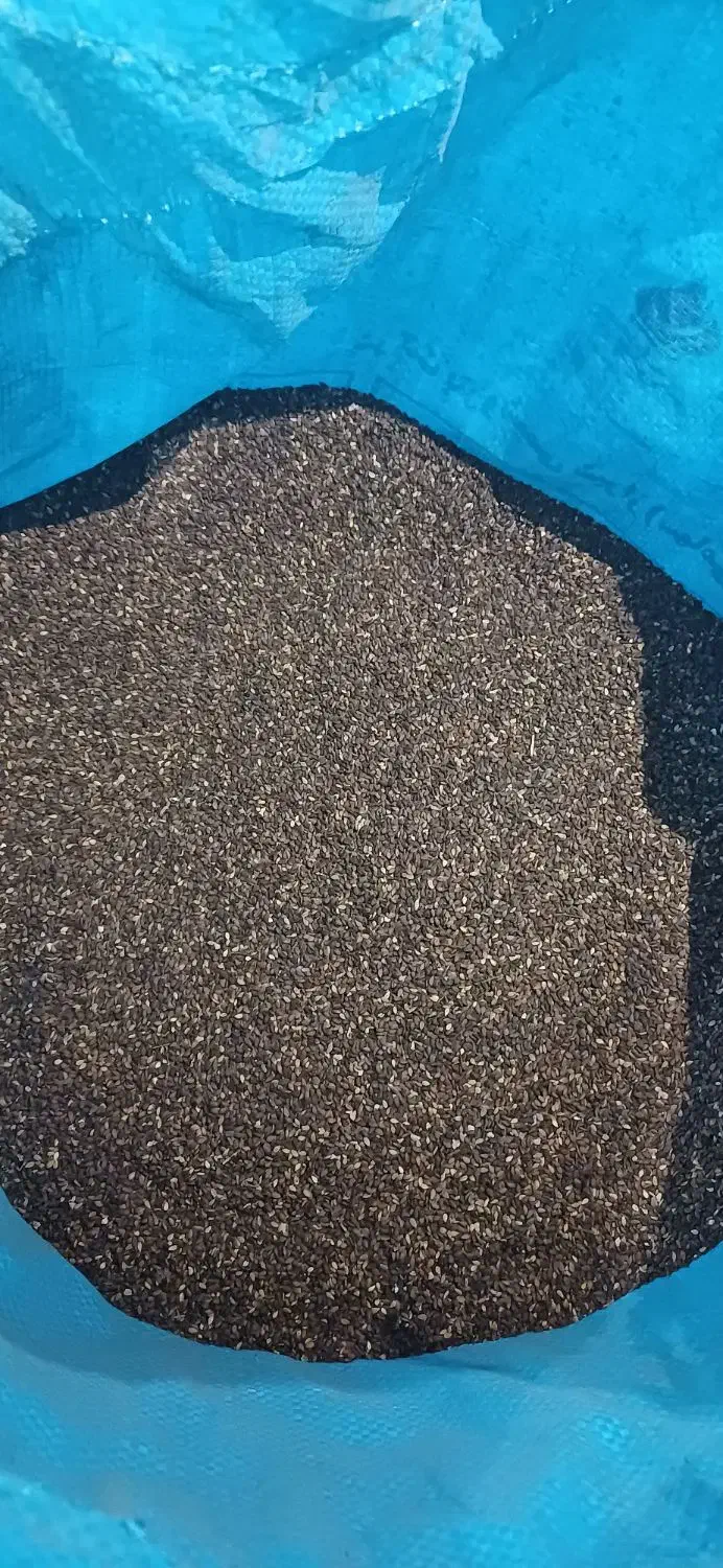 کنجد بوجاری شده|خوردنی و آشامیدنی|شوش, |دیوار