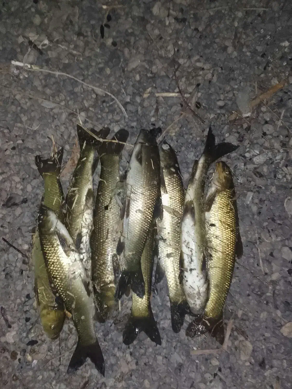 ماهی  تازه|ماهی|شاهین دژ, |دیوار