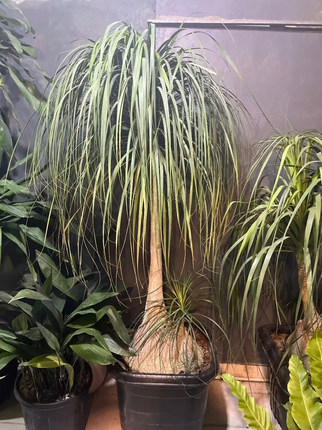 گلدون فلز ، گل و گیاه آپارتمانی|گل و گیاه طبیعی|شاندیز, |دیوار