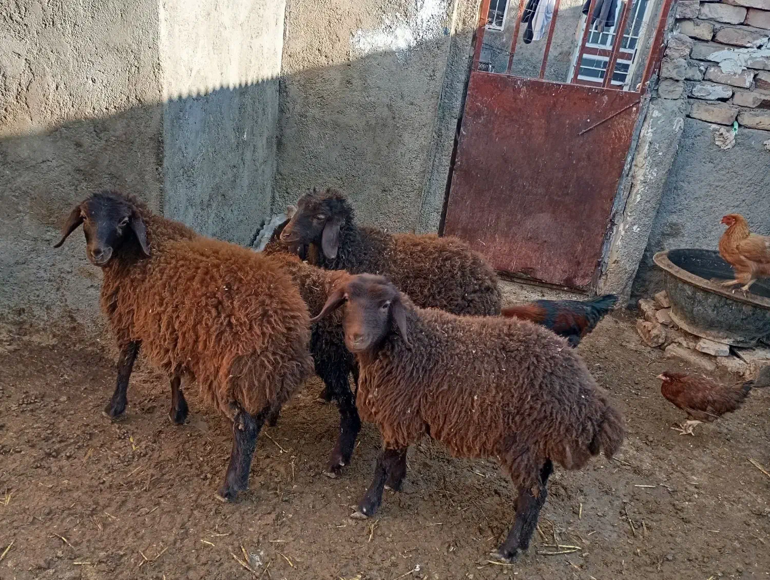 پنج عدد بزغاله|حیوانات مزرعه|نیشابور, دربقاضی|دیوار