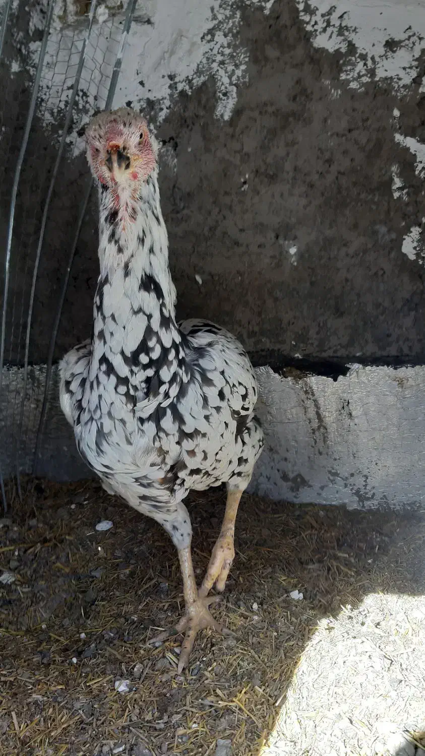 مرغ لاری|حیوانات مزرعه|سیرجان, |دیوار