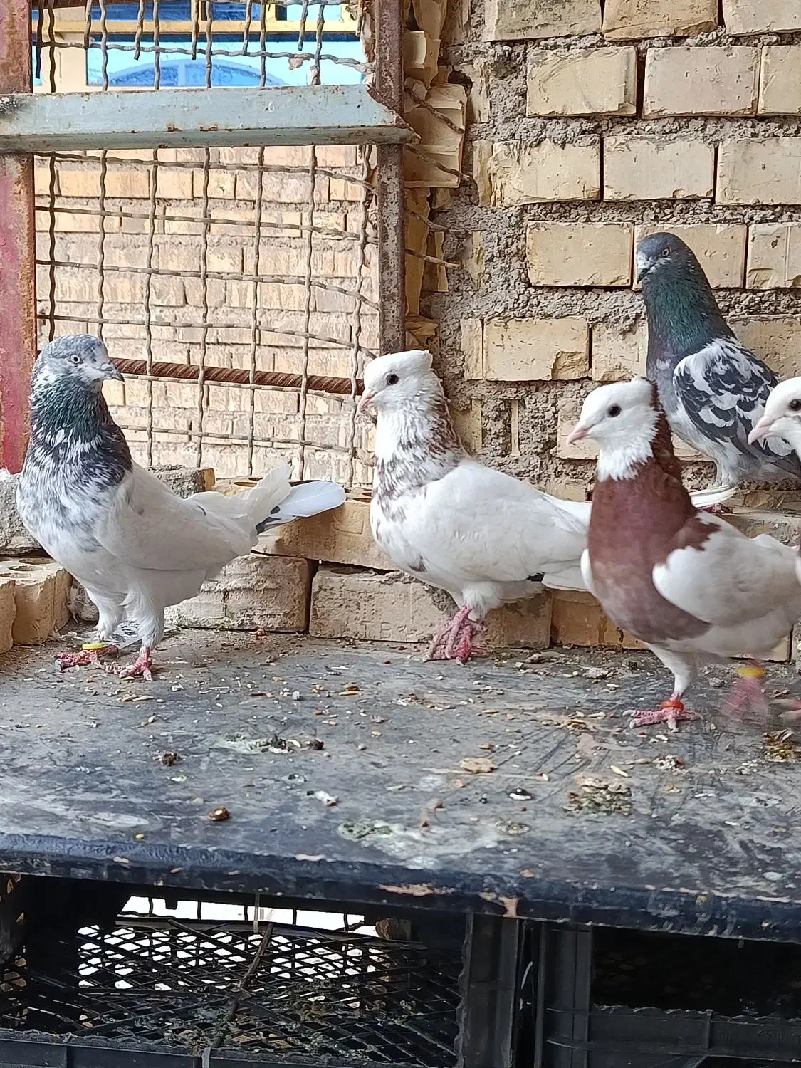 رنگی|پرنده|خرمشهر, |دیوار