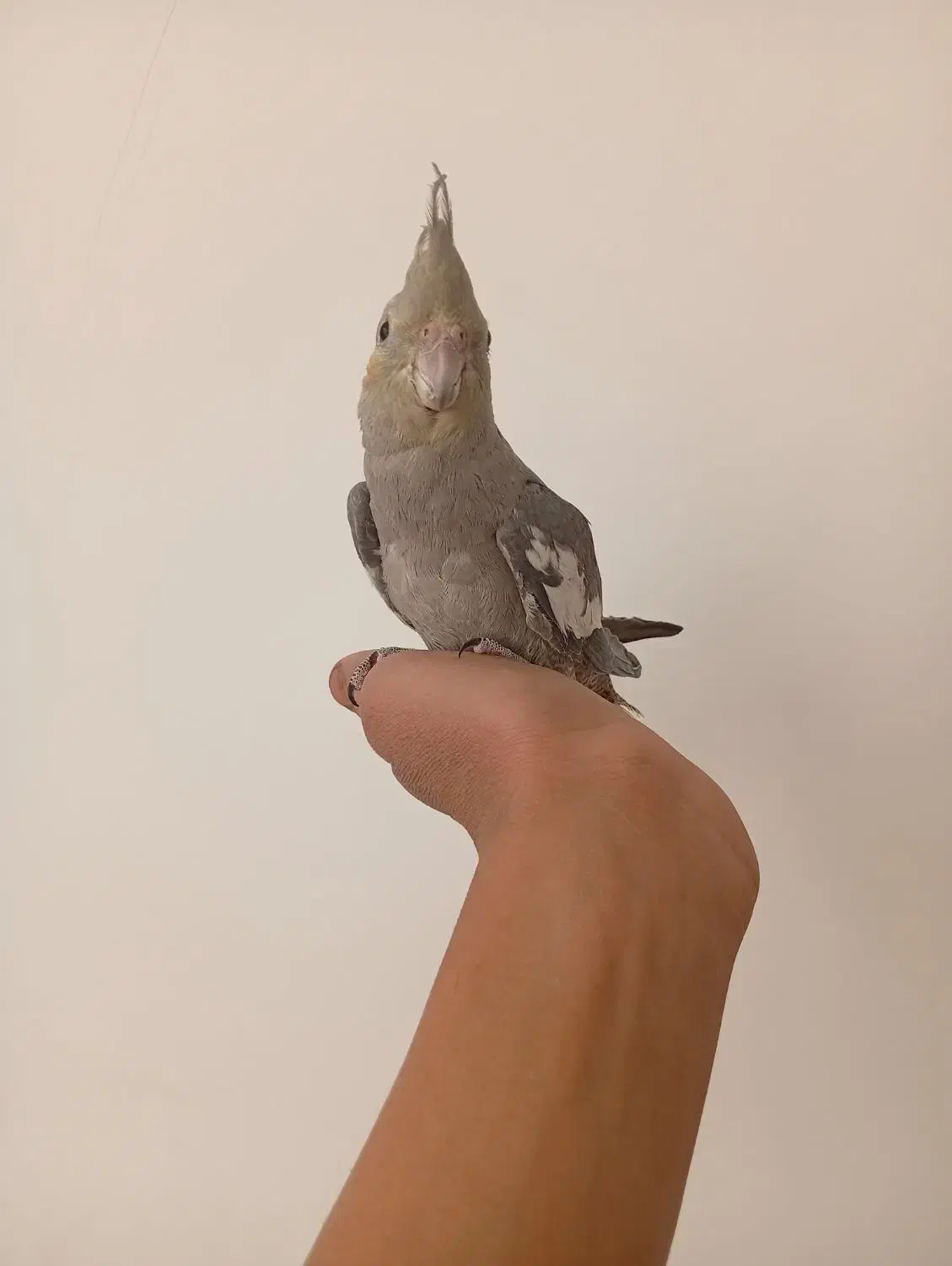 عروس هلندی دستی|پرنده|تفت, |دیوار