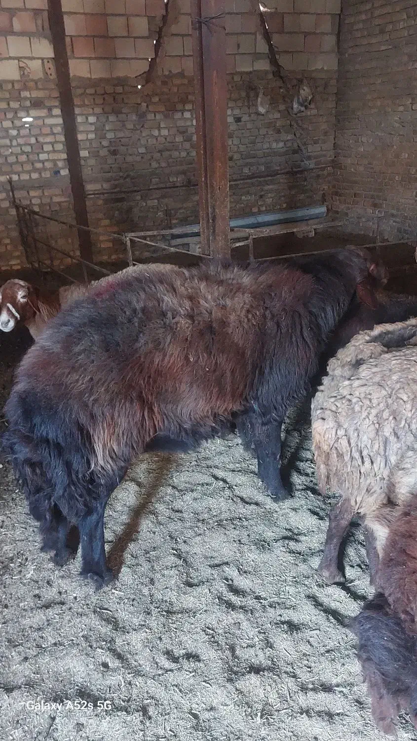 یک قوچ گردن کلف جوان|حیوانات مزرعه|سبزوار, قصبه شرقی|دیوار