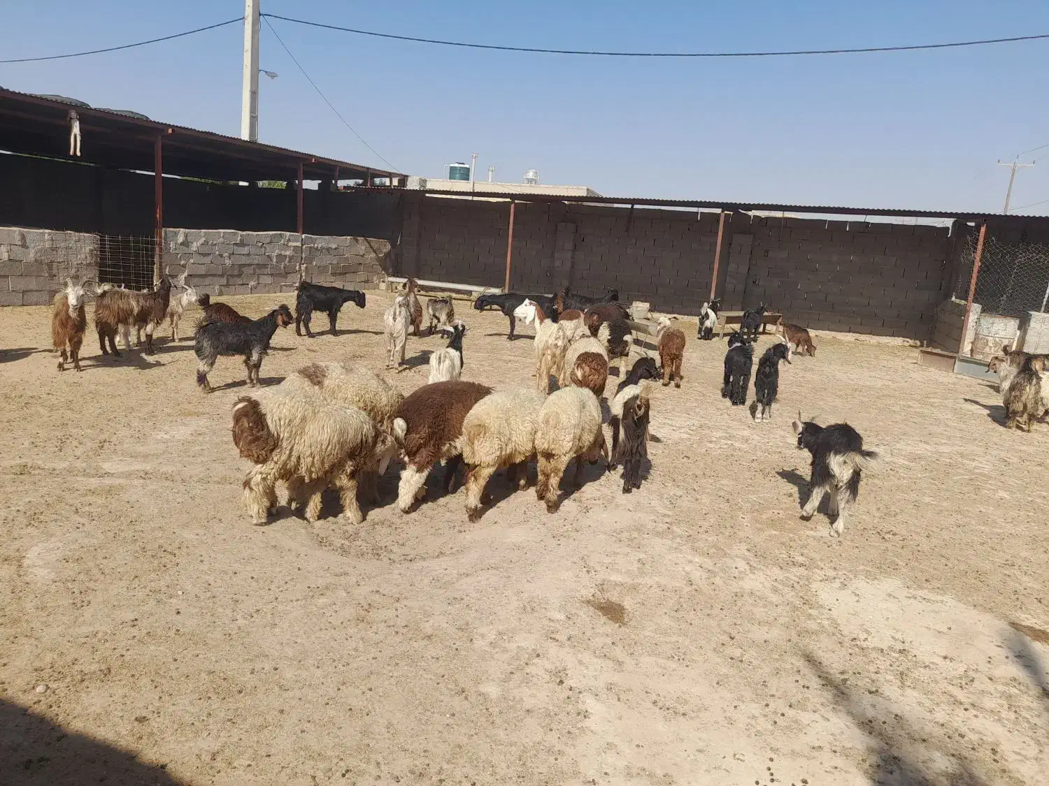 بره و کهره و بز|حیوانات مزرعه|بندر گناوه, |دیوار