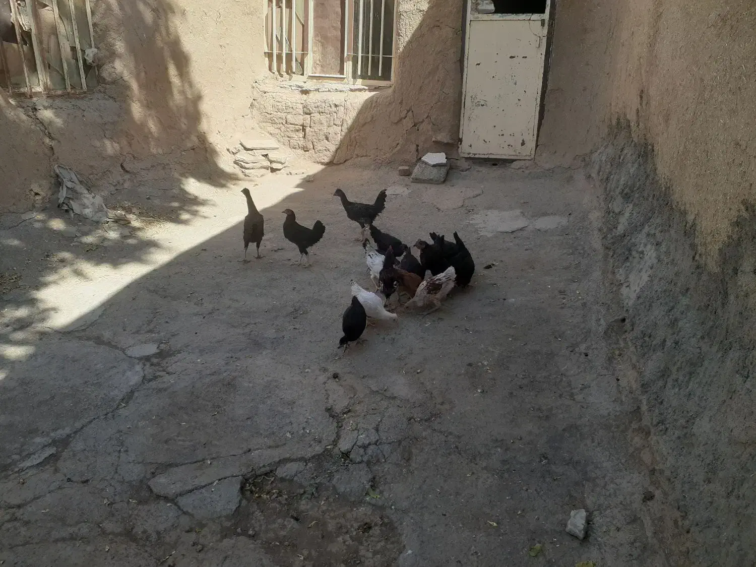 مرغ|پرنده|ماهیدشت, |دیوار