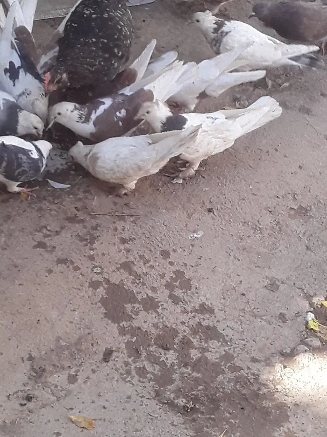 تعد اد۳۰الی ۴۰عدد کبوتر درهم فروشی|پرنده|خانمیرزا, |دیوار