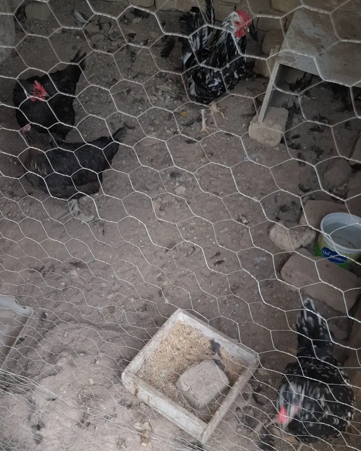 مرغ و خروس گلین لری|حیوانات مزرعه|اصفهان, ارغوانیه|دیوار