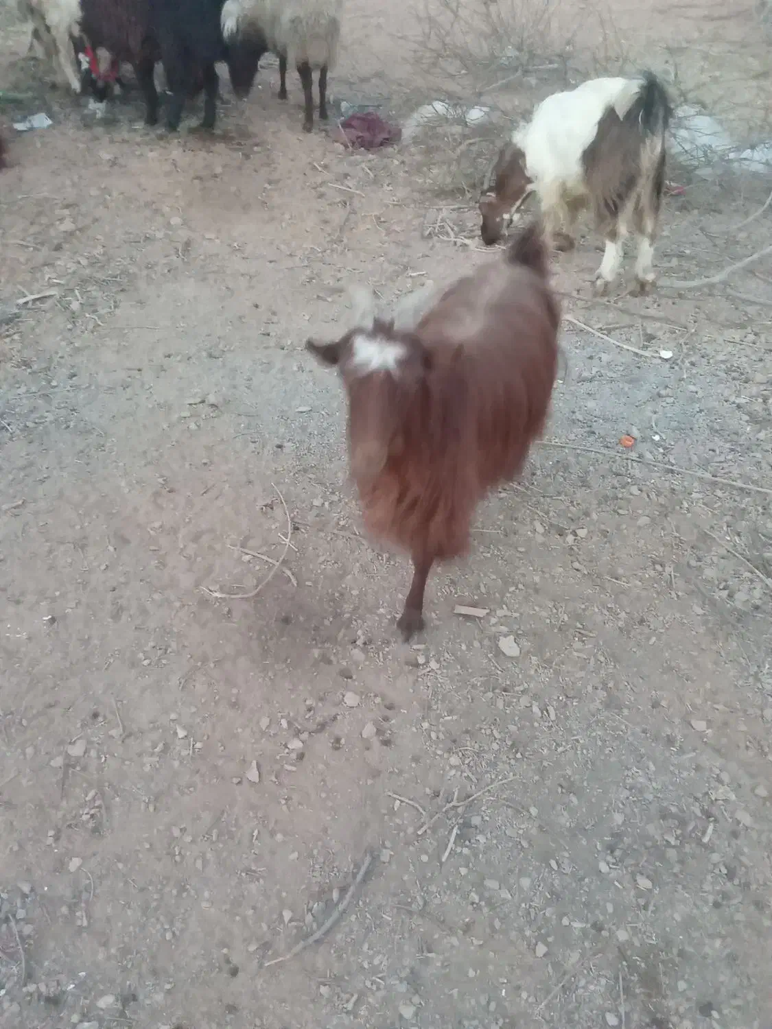 بز آبستن|حیوانات مزرعه|نجفآباد, حومه نجف آباد|دیوار