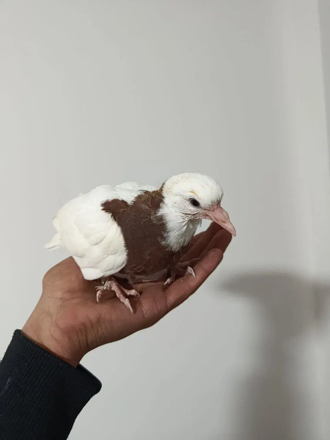 جوجه طوقی|پرنده|کرمان, |دیوار