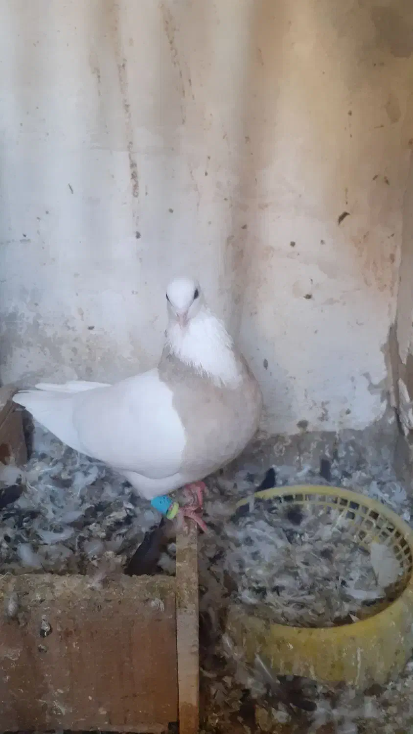 طوقی آجری ماده|پرنده|مسجد سلیمان, |دیوار