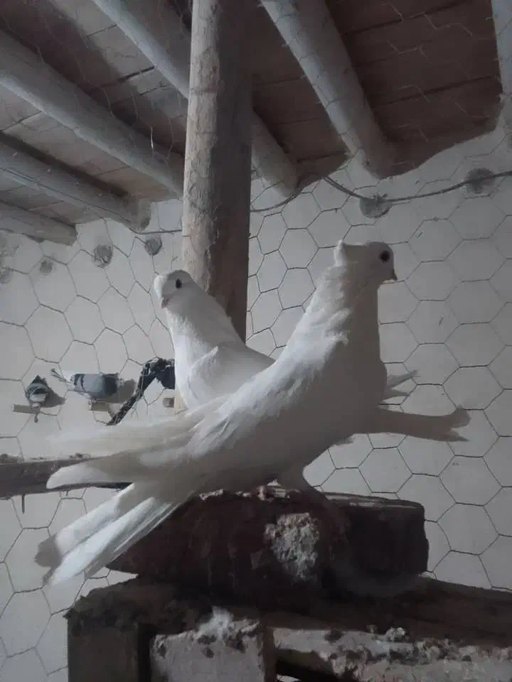 سفید نوک جمع|پرنده|مرند, |دیوار