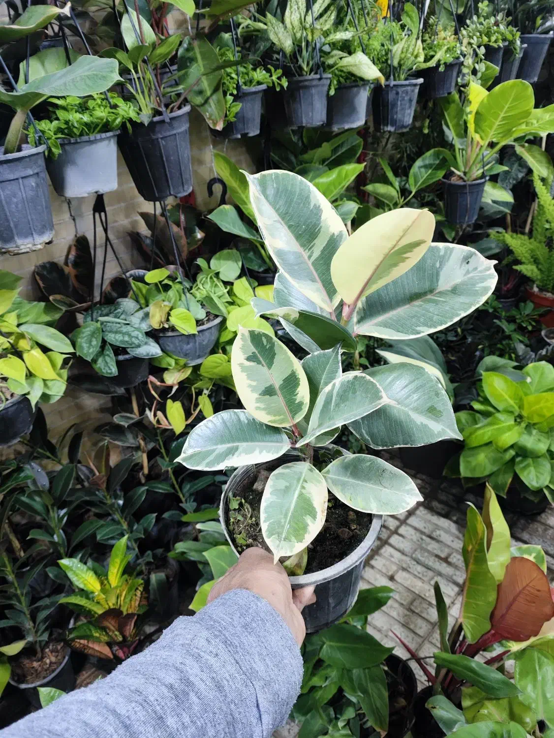 فیکوس کوچک فقط ۶۵|گل و گیاه طبیعی|اصفهان, شاه پسند|دیوار