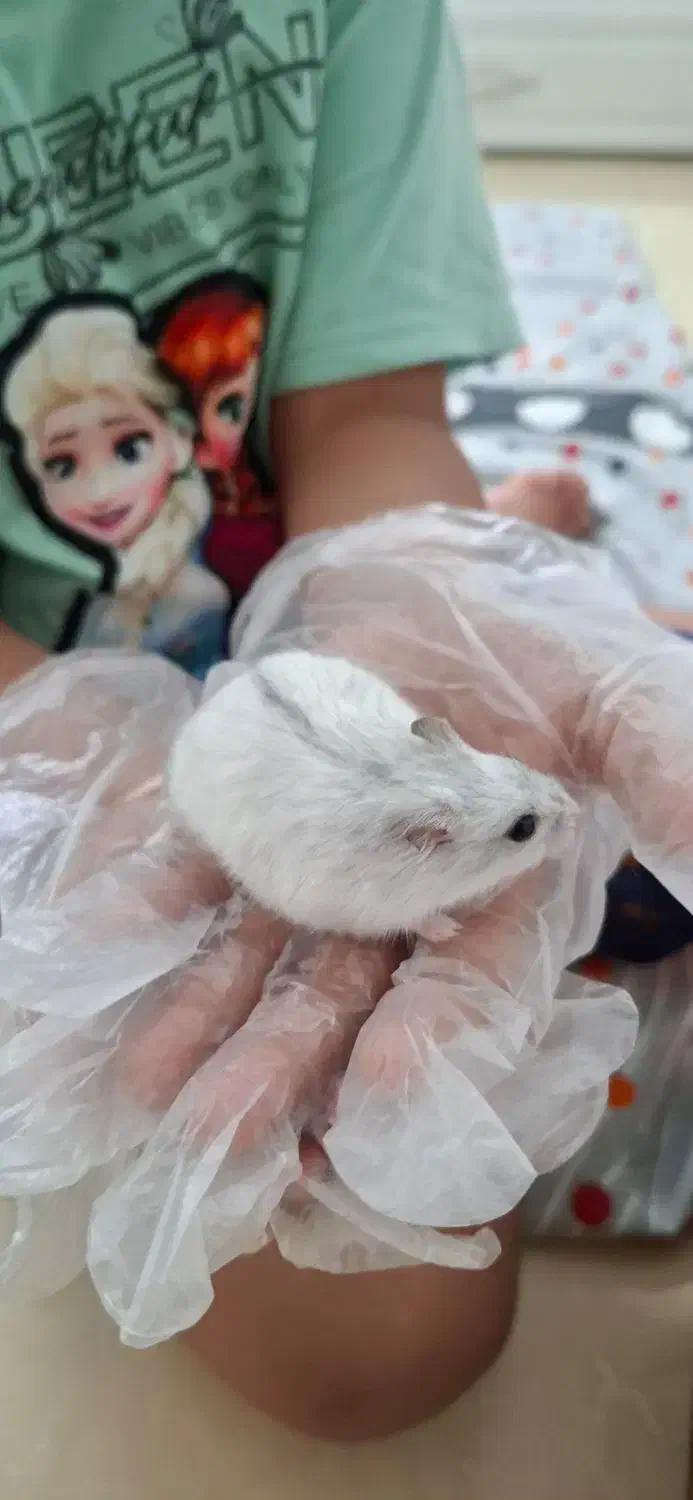 همستر|موش و خرگوش|اندیشه, اندیشه فاز ۶|دیوار