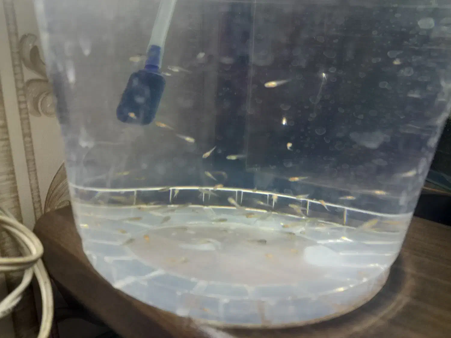 بچه ماهی|ماهی|ملایر, |دیوار