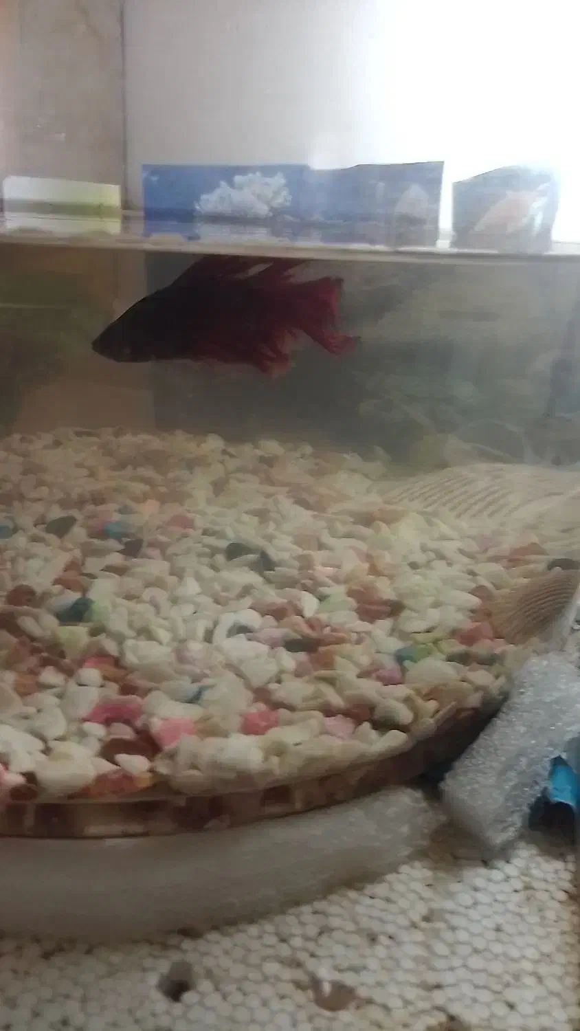 فایتر ماهی نر باتونگ|ماهی|چابهار, |دیوار